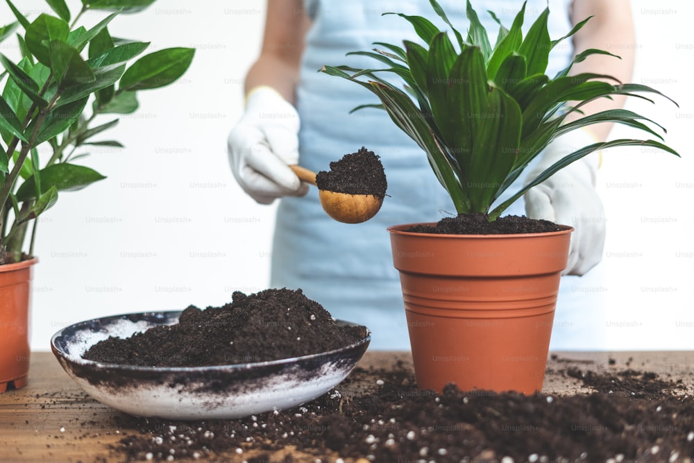 Vue recadrée d’une jeune jardinière replantant une plante à feuilles vertes dans un nouveau pot brun, debout près du bol avec de la terre au sol sur une table en bois