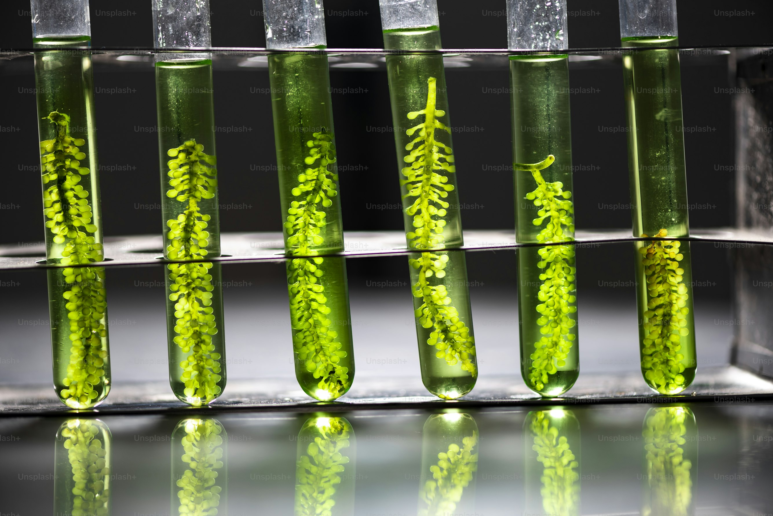 test tubes with plants.  Credit: Getty Images via unsplash