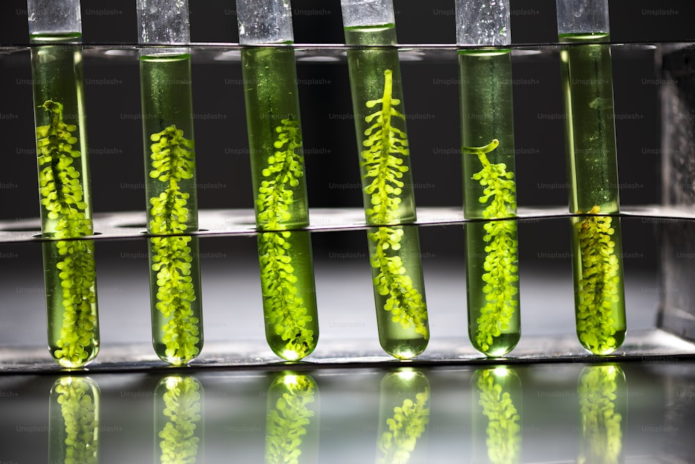 科学者たちは藻類の研究を発展させています。バイオエネルギー、バイオ燃料、エネルギー研究
