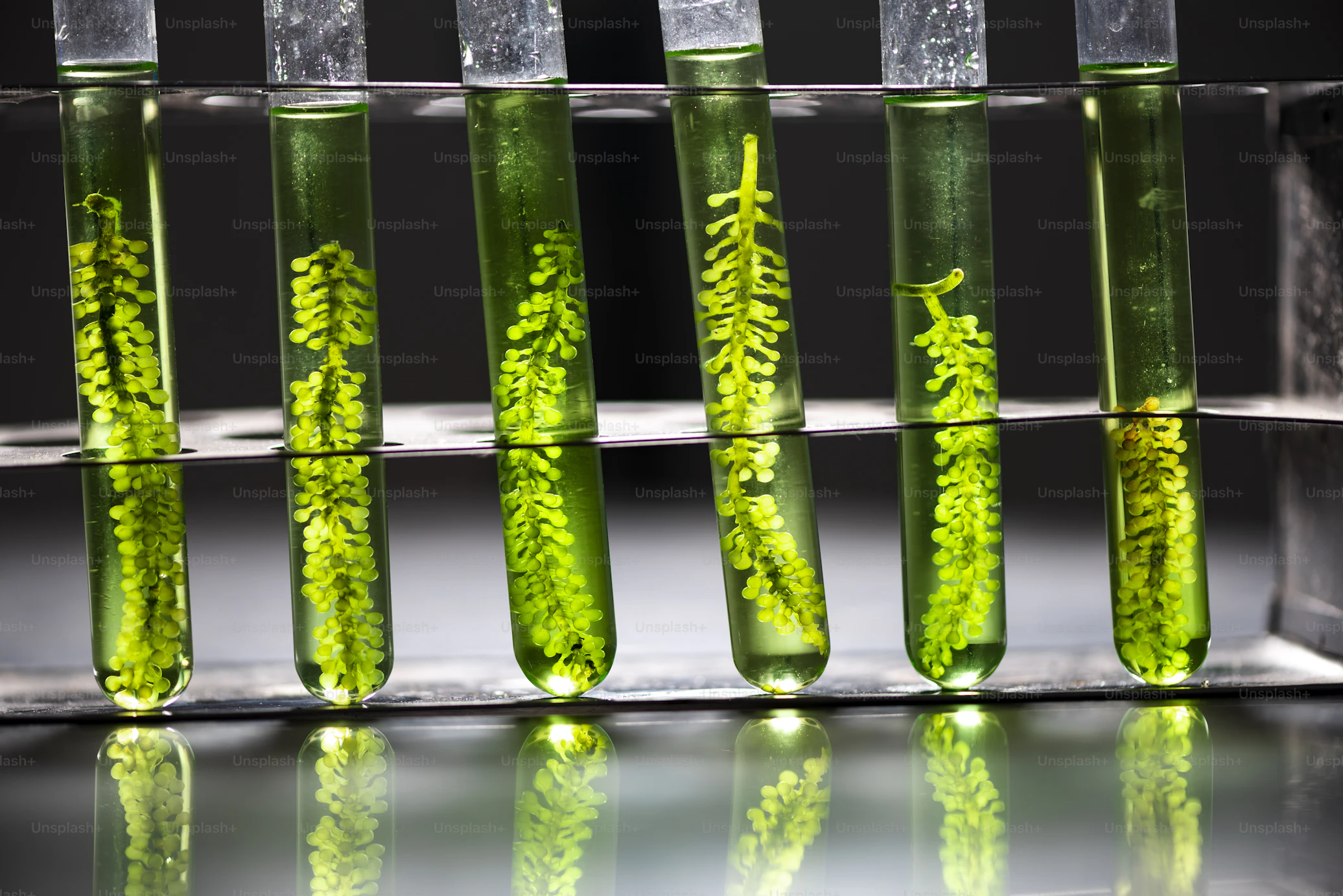 Scientists developing algae bioenergy and biofuel research