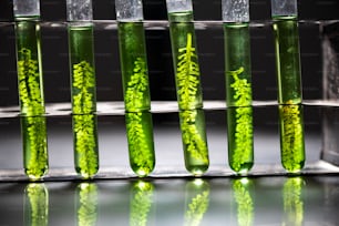 Scientists are developing research on algae. Bio-energy, biofuel, energy research
