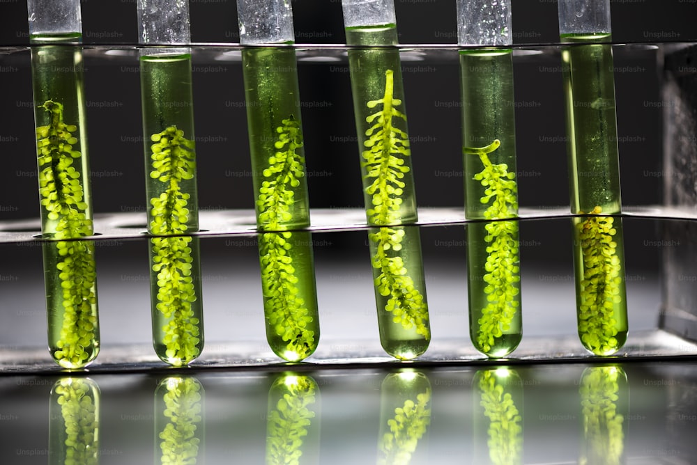 Scientists are developing research on algae. Bio-energy, biofuel, energy research