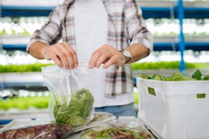 En una bolsa de plástico. Primer plano de un hombre que lleva una camisa cuadrada que empaca verduras en una bolsa de plástico