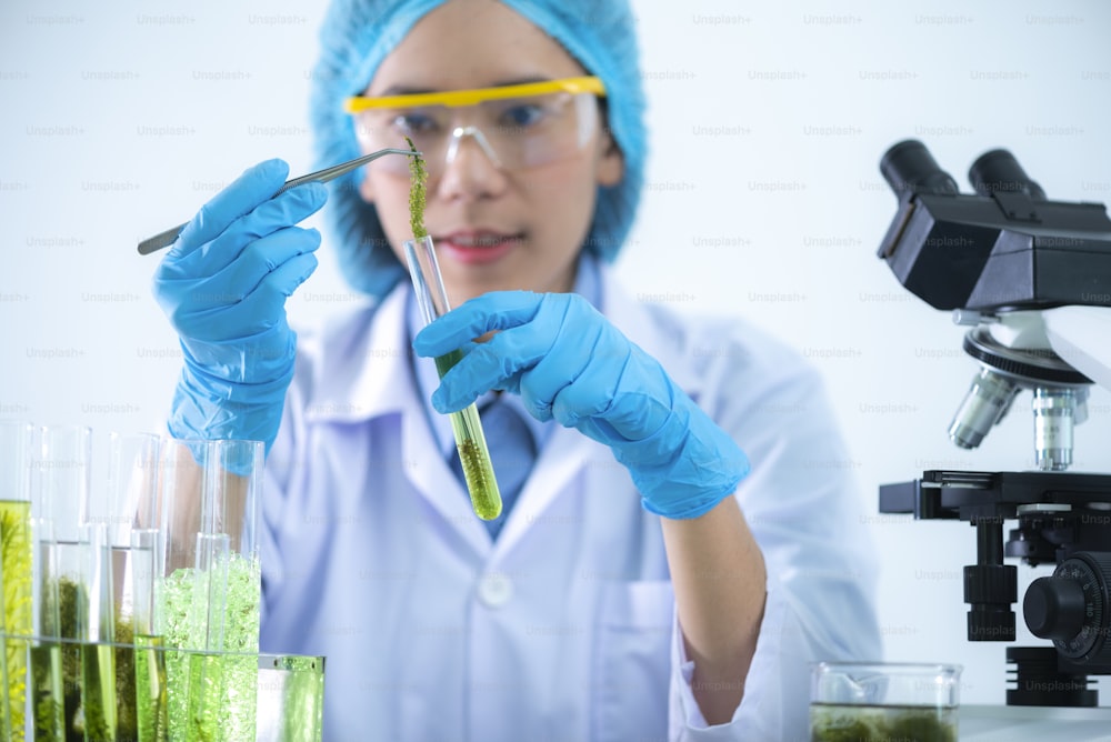 Wissenschaftler entwickeln die Forschung an Algen. Bioenergie, Biokraftstoff, Energieforschung