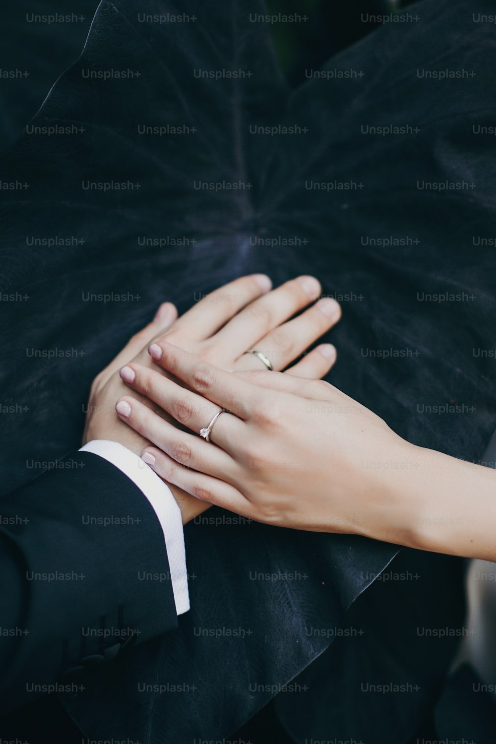 Mani eleganti della sposa e dello sposo su una grande foglia nera nel giardino botanico in Italia, foto di matrimonio creativa. Coppia che si tiene per mano con fedi nuziali su foglia nera di magia nera di Colocasia esculenta