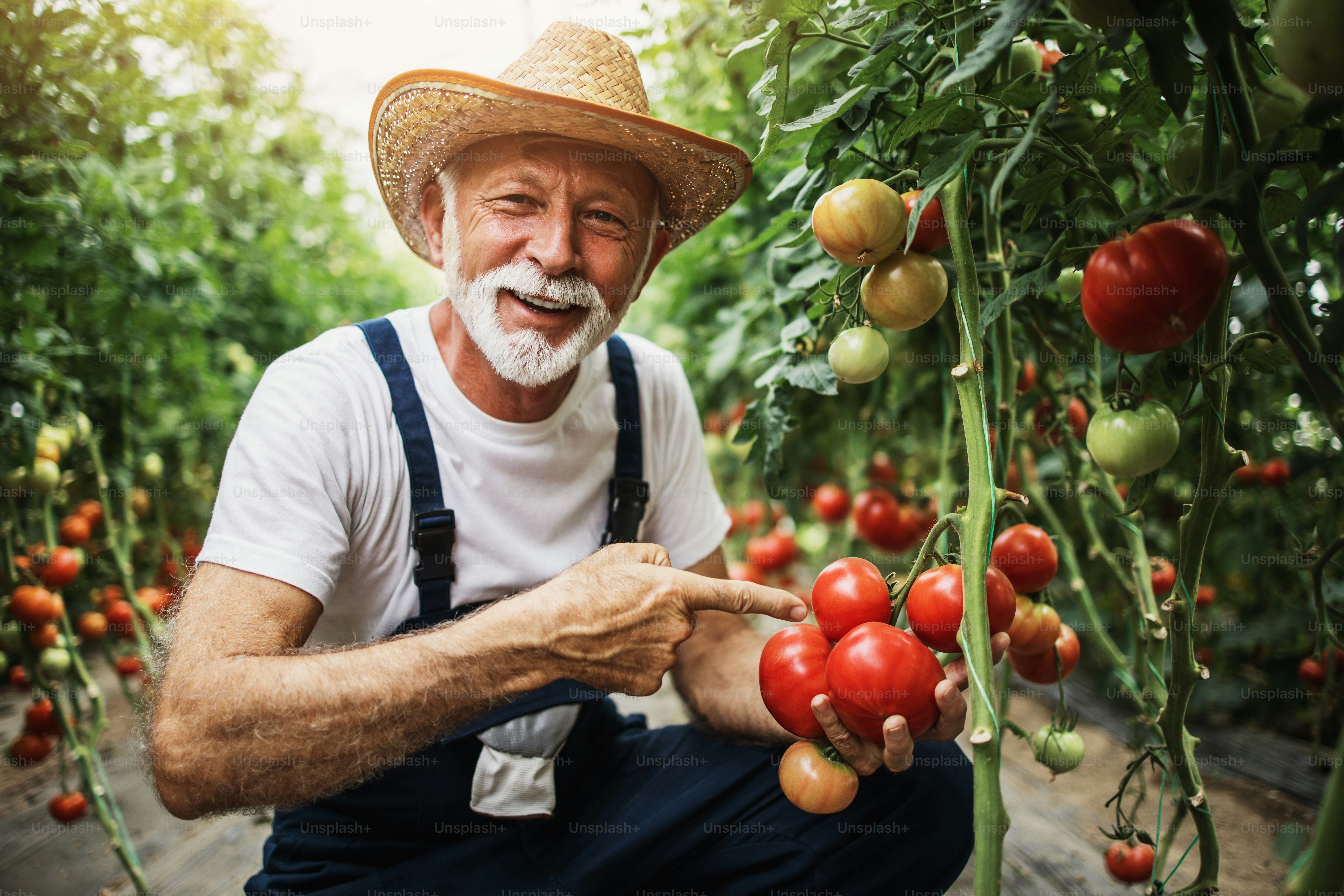 Happy and smiling senior man working in greenhouse.