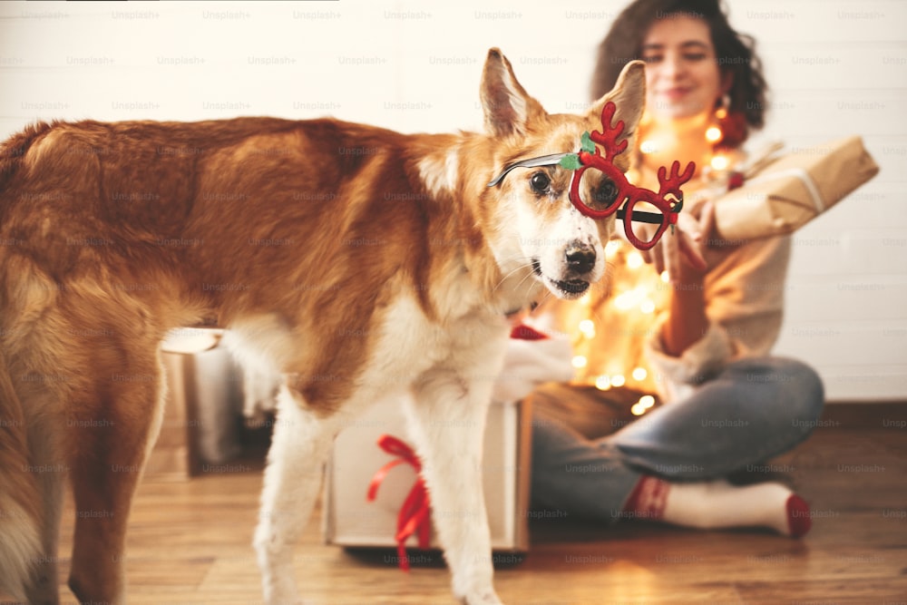 Cute golden dog looking with funny emotions in festive reindeer glasses with antlers on background of smiling girl in christmas lights in room. Merry Christmas. Happy Holidays