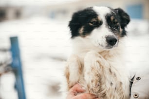 Lindo perro asustado en manos en persona en un parque invernal nevado. Gente abrazando a un perrito blanco y negro en un refugio. Concepto de adopción. Cachorro peludo y callejero