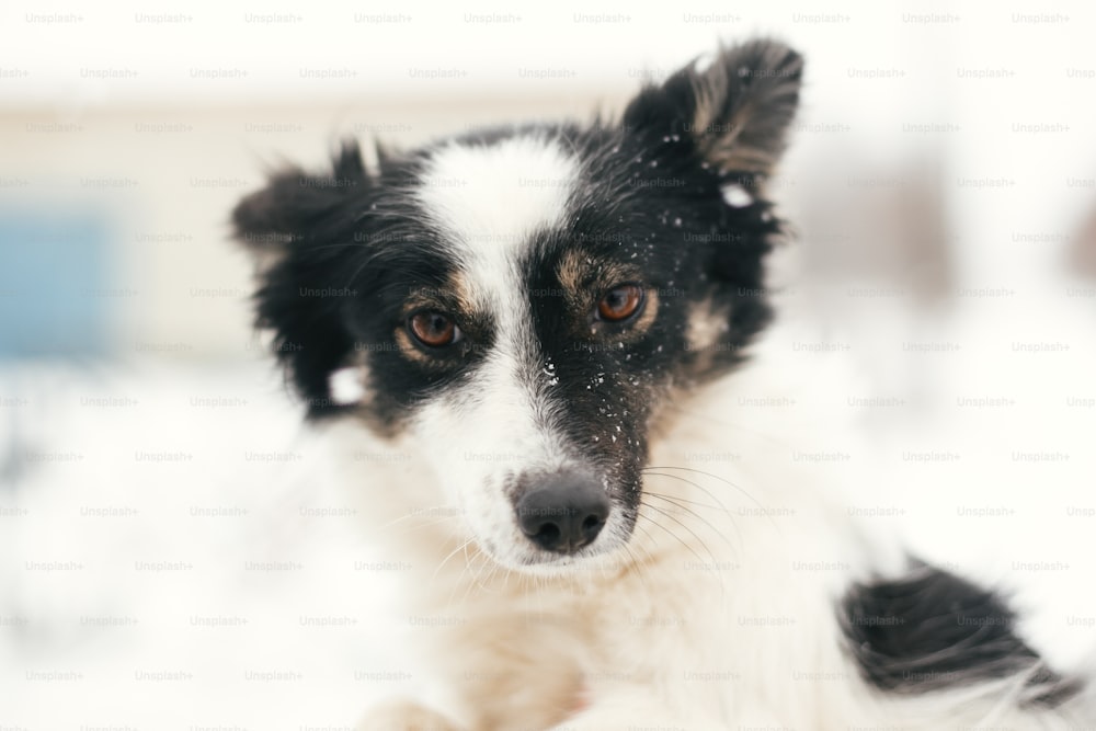 Cute scared dog in person hands in snowy winter park. People hugging little black and white doggy at shelter. Adoption concept. Stray fluffy puppy