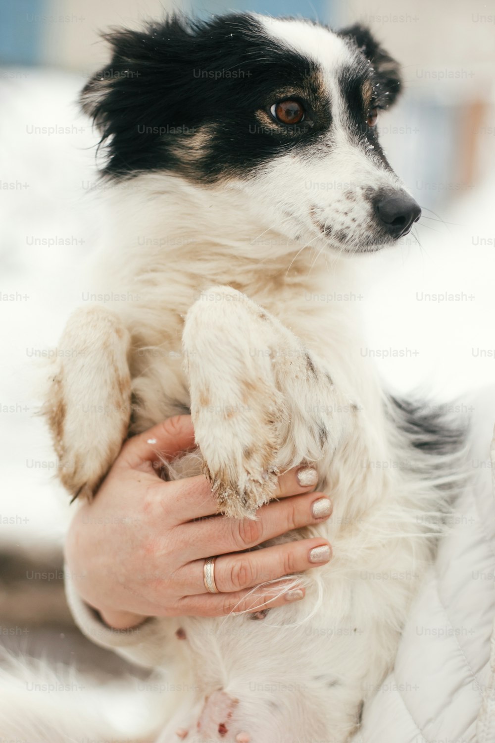 Cão assustado bonito em mãos de pessoa no parque de inverno nevado. Pessoas abraçando cachorrinho preto e branco no abrigo. Conceito de adoção. Filhote de cachorro fofo e perdido