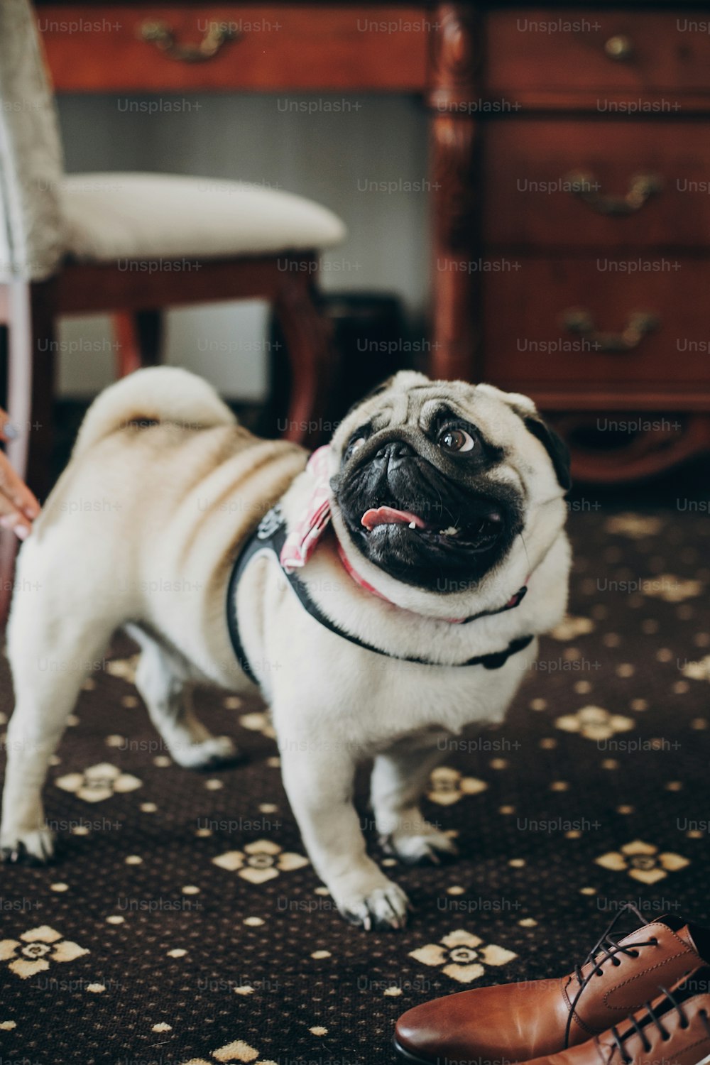 Cute funny pug dog with pink bow tie looking at morning preparations of family before wedding ceremony. Pets at wedding day.