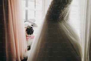 Süßer Mopshund in Fliege schaut Braut in stilvollem Hochzeitskleid in weichem Licht in der Nähe des Fensters im Hotelzimmer an. Wunderschöne Braut mit ihrem Haustier. Morgenvorbereitung vor der Hochzeitszeremonie