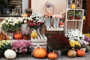 Pumpkins,squash and flowers on rustic wooden boxes in city street, holiday decorations store fronts and buildings. Halloween street decor. Space for text. Trick or treat. Happy halloween