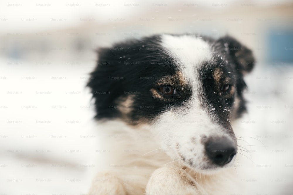 Simpatico cane spaventato nelle mani di persona nel parco invernale innevato. Persone che abbracciano il piccolo cagnolino bianco e nero al rifugio. Concetto di adozione. Cucciolo soffice randagio