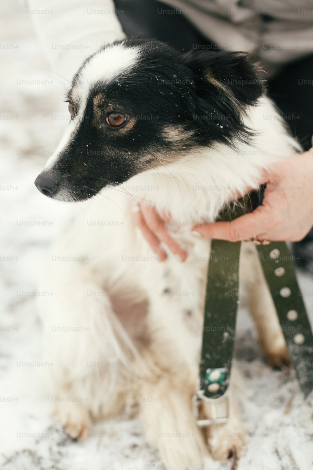 Süßer verängstigter Hund in persönlichen Händen im verschneiten Winterpark. Menschen, die kleine schwarz-weiße Hunde im Tierheim umarmen. Adoptionskonzept. Streunender, flauschiger Welpe