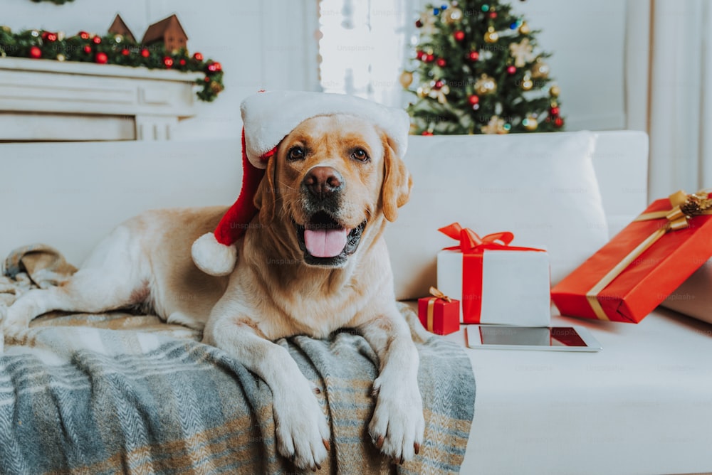 Labrador auf dem Sofa in der Nähe von Weihnachtsgeschenken Stockfoto