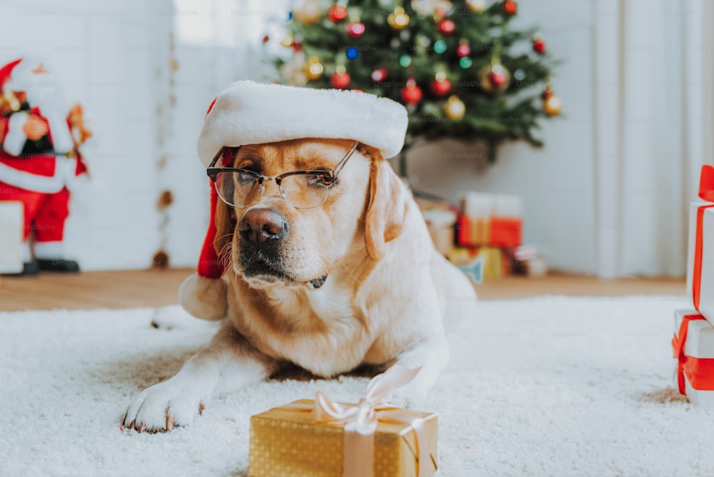 Perro agradable con gafas cerca de los regalos de Navidad foto almacenada