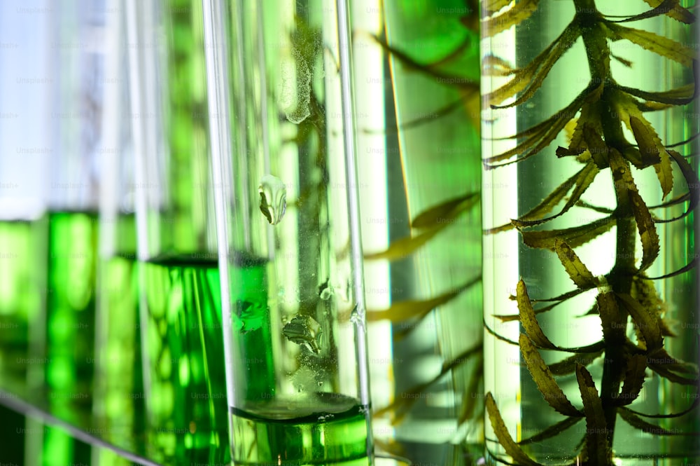 実験室での藻類研究、バイオテ��クノロジー科学の概念