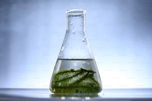 biocombustível de algas em laboratório de biotecnologia, Pesquisa de combustível de algas de fotobiorreator em laboratórios industriais de biocombustíveis