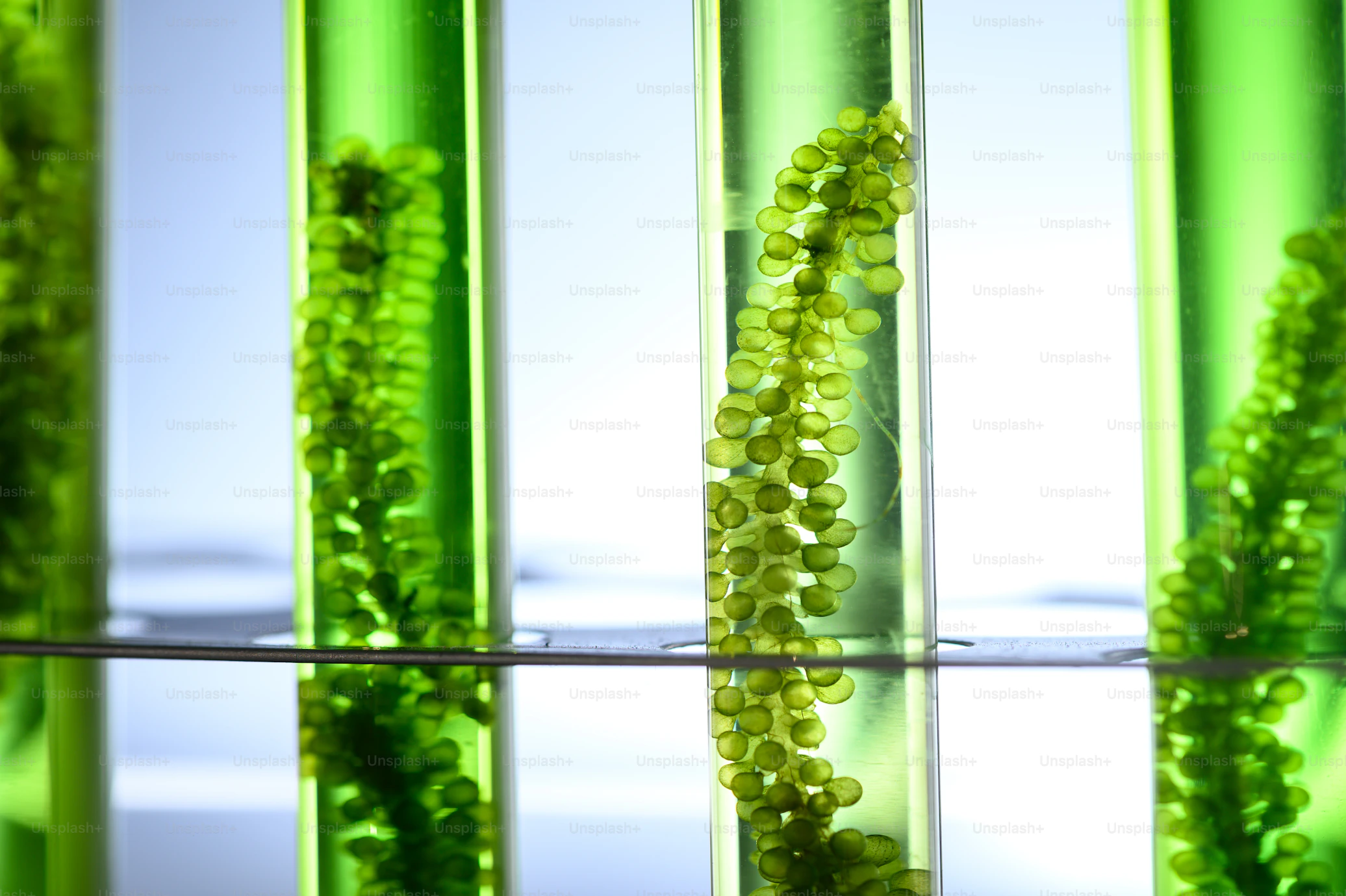 Algae biofuel research in a biotech laboratory with photobioreactor tubes
