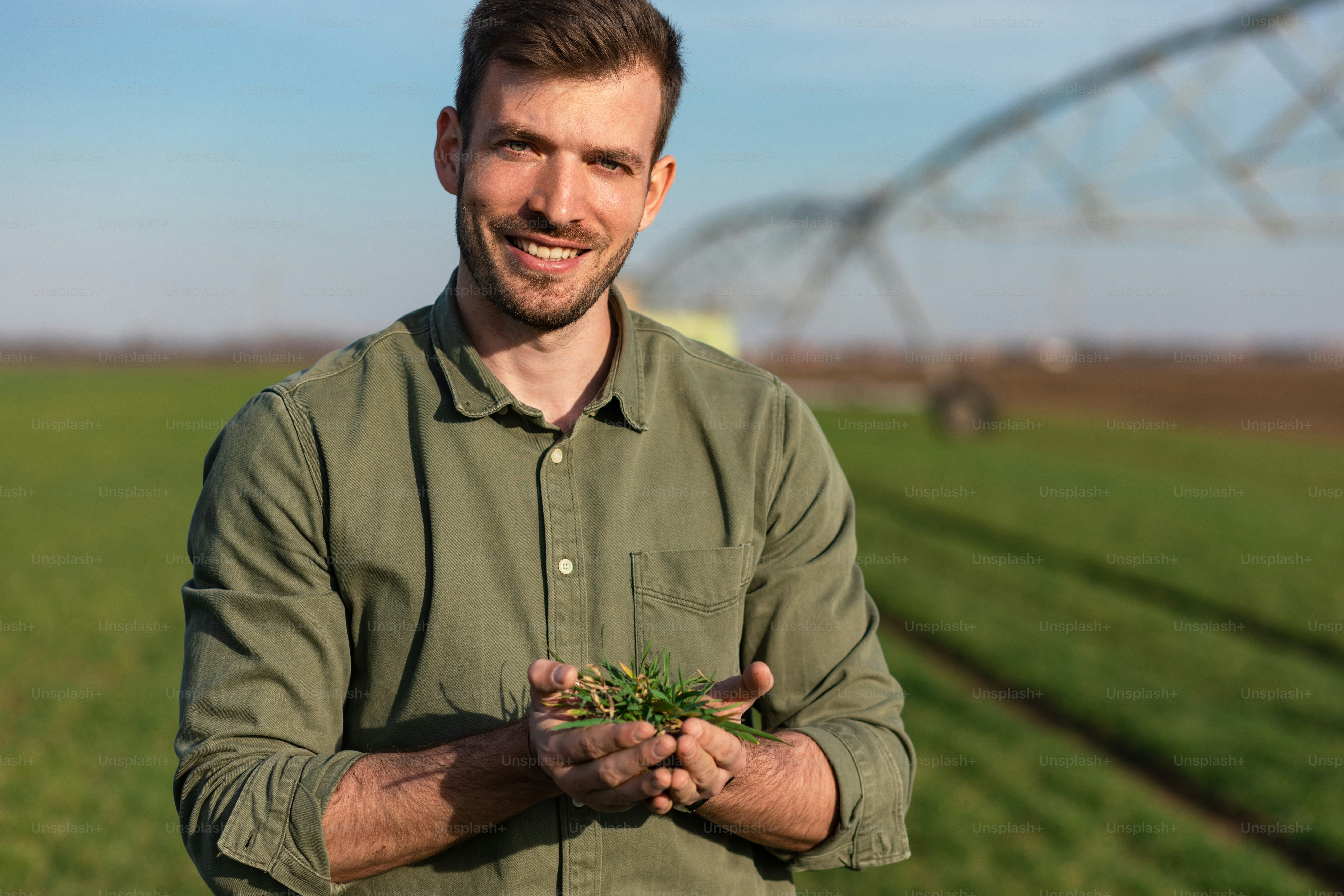 Young farmer standing in wheat field and examining crop in his hands.