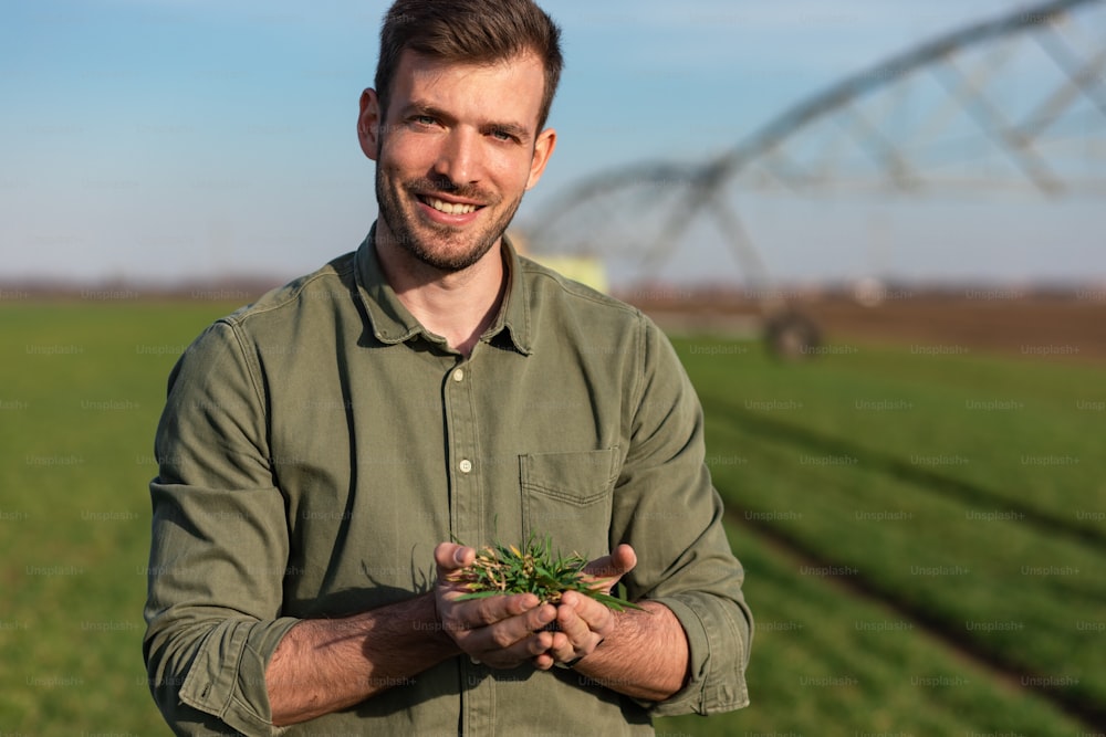 Young farmer standing in wheat field and examining crop in his hands.