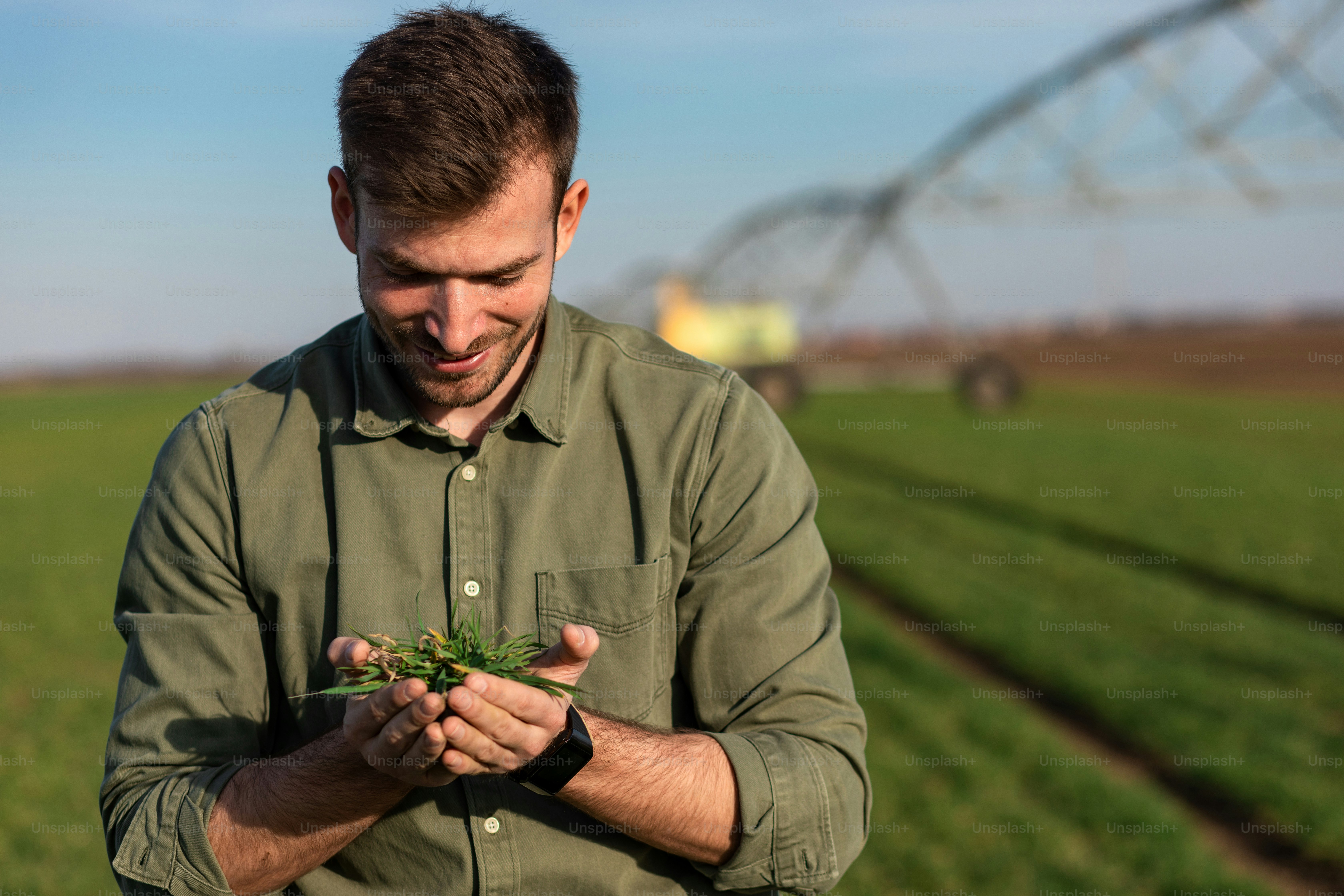Young farmer standing in wheat field and examining crop in his hands.