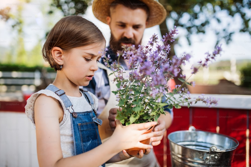 Un padre maturo con una figlia piccola all'aperto nella fattoria di famiglia, piantando erbe aromatiche.