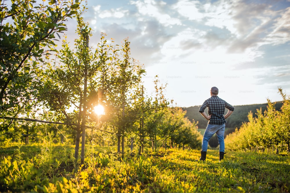 A rear view of mature farmer standing in orchard at sunset, arms crossed. Copy space.