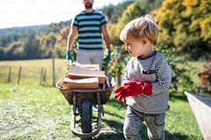 Nicht erkennbarer Vater und Kleinkind im Sommer im Freien und tragen Brennholz in der Schubkarre, Mittelteil.