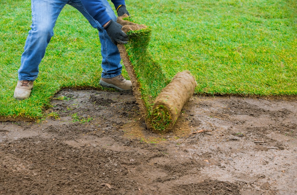 Landscaping laying new sod in a backyard green lawn grass in rolls