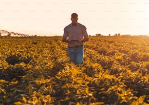 Young farmer in filed holding tablet in his hands and examining soybean corp.