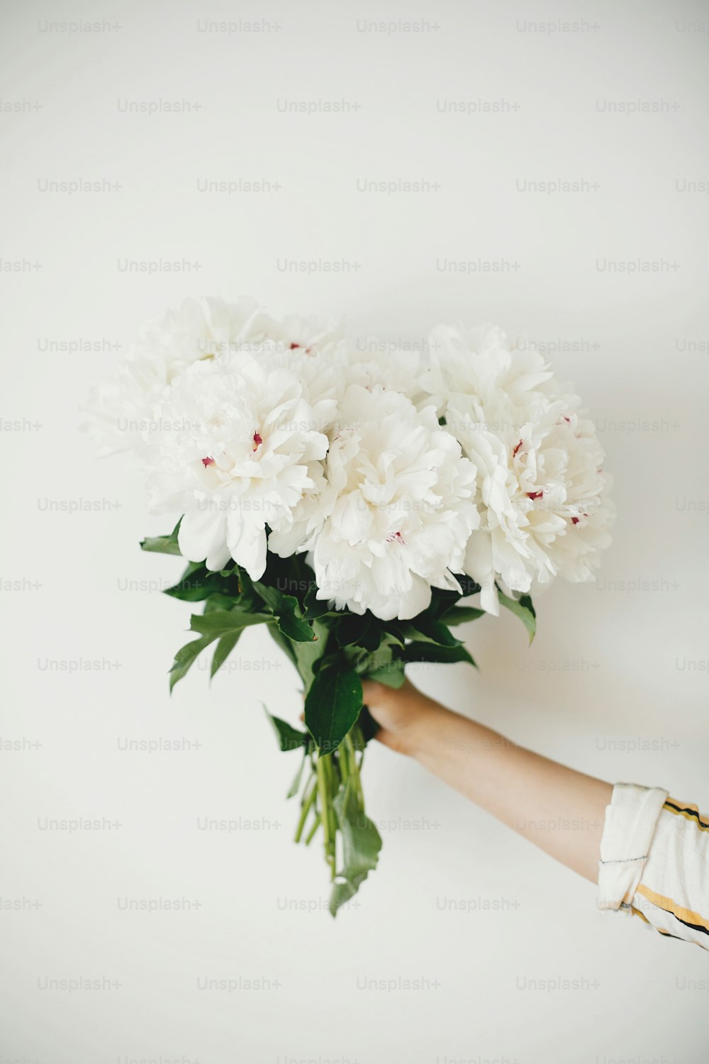 白い壁の背景に牡丹の花束を持つ手。おしゃれな白い牡丹が花屋の手で。こんにちは春の壁紙。幸せな母の日。結婚式の手配