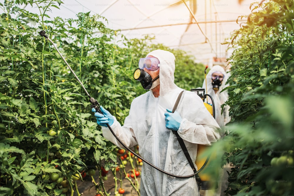 Industrial agriculture theme. Experienced workers in protective suites spraying toxic herbicides or insecticides on vegetables growing plantation. Natural hard light on sunny day.