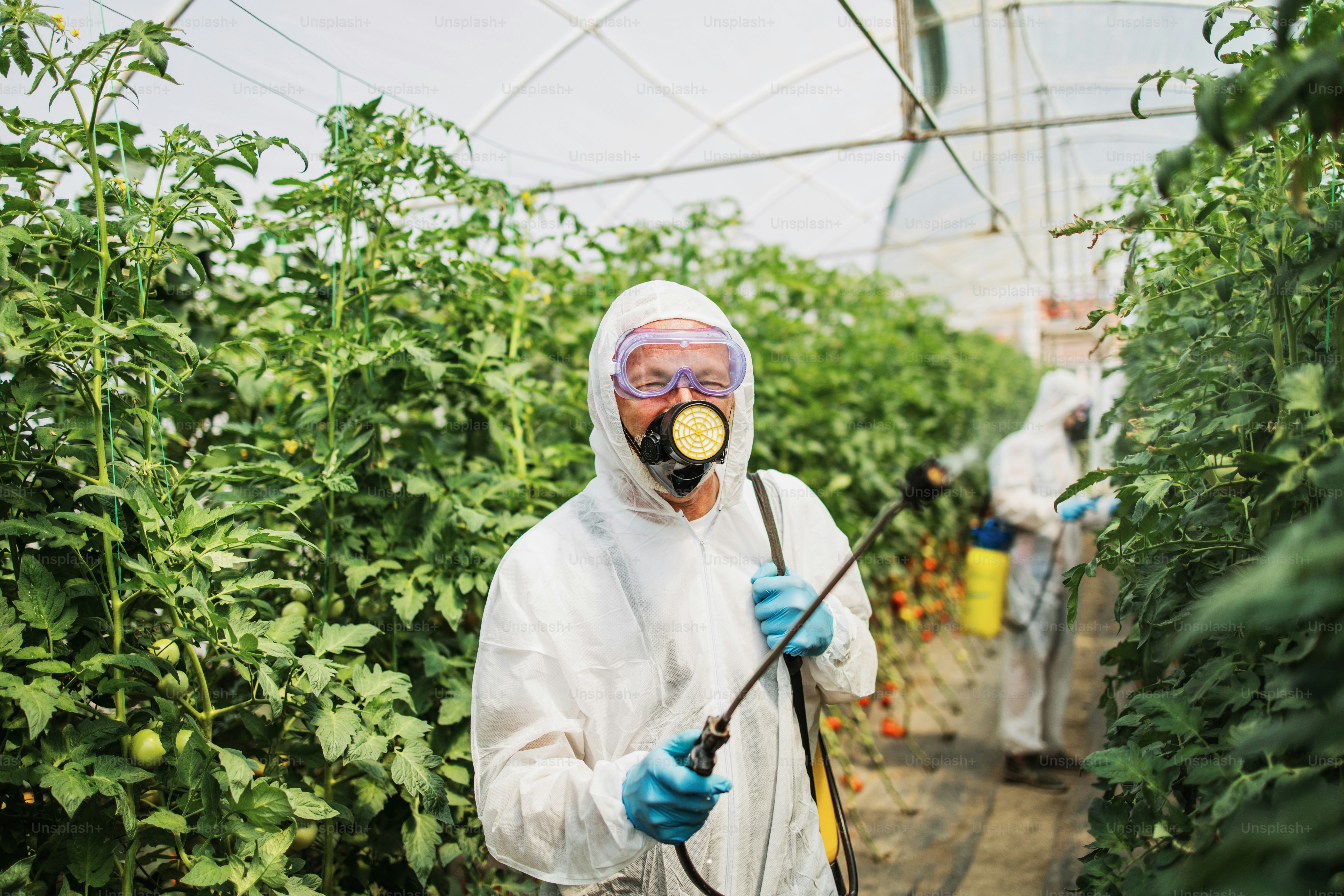 The Hidden Risks of Ignoring Wood-Destroying Insects