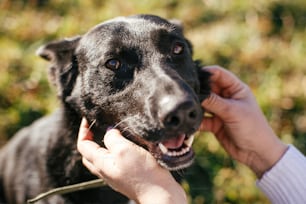 Person caressing cute happy black dog. Volunteer hugging mixed breed smiling dog in green park. Adoption from shelter concept. Sweet black doggy on walk