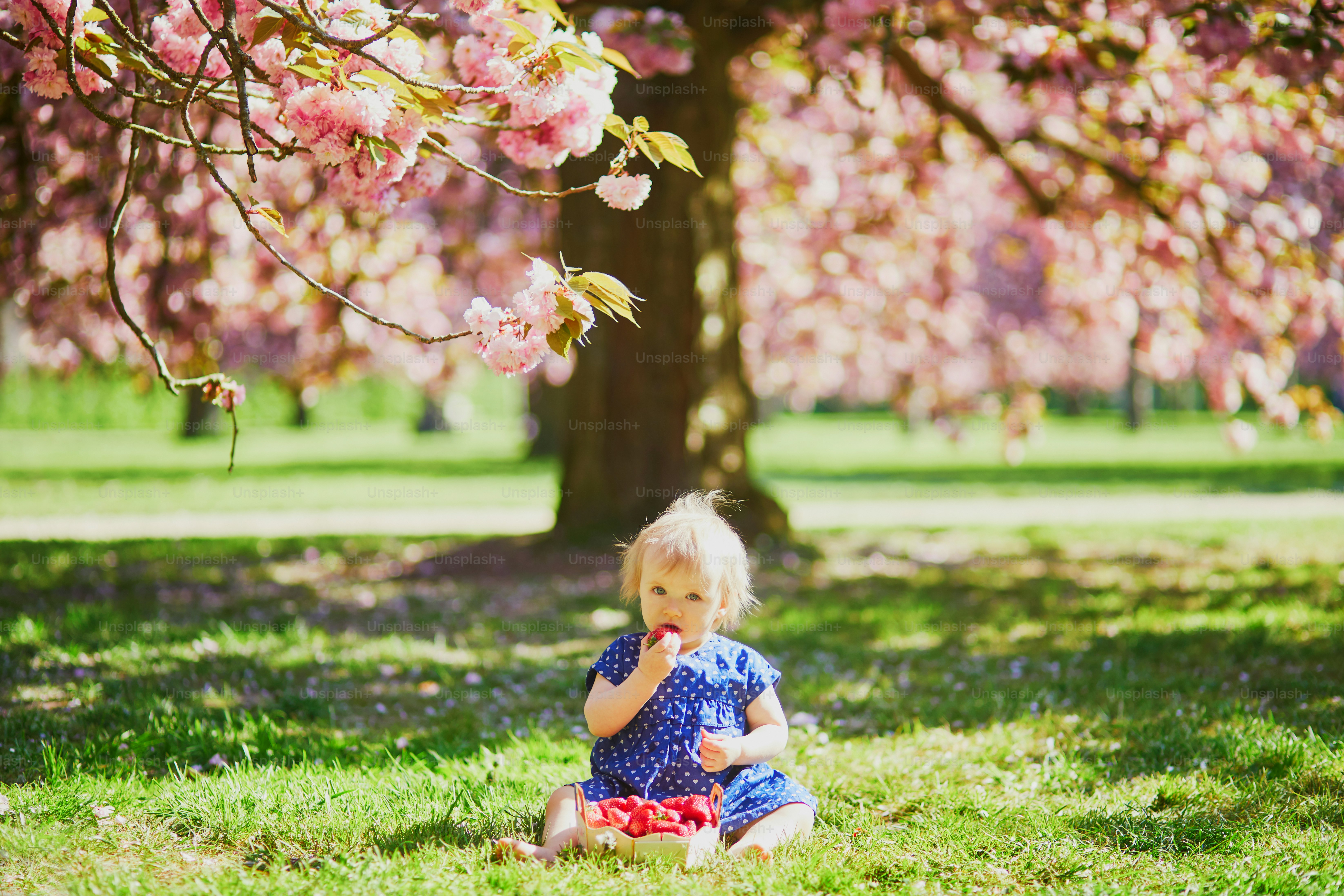Cute one year old girl sitting on the grass and eating strawberries. Kid in park at sunny weather and cherry blossom season