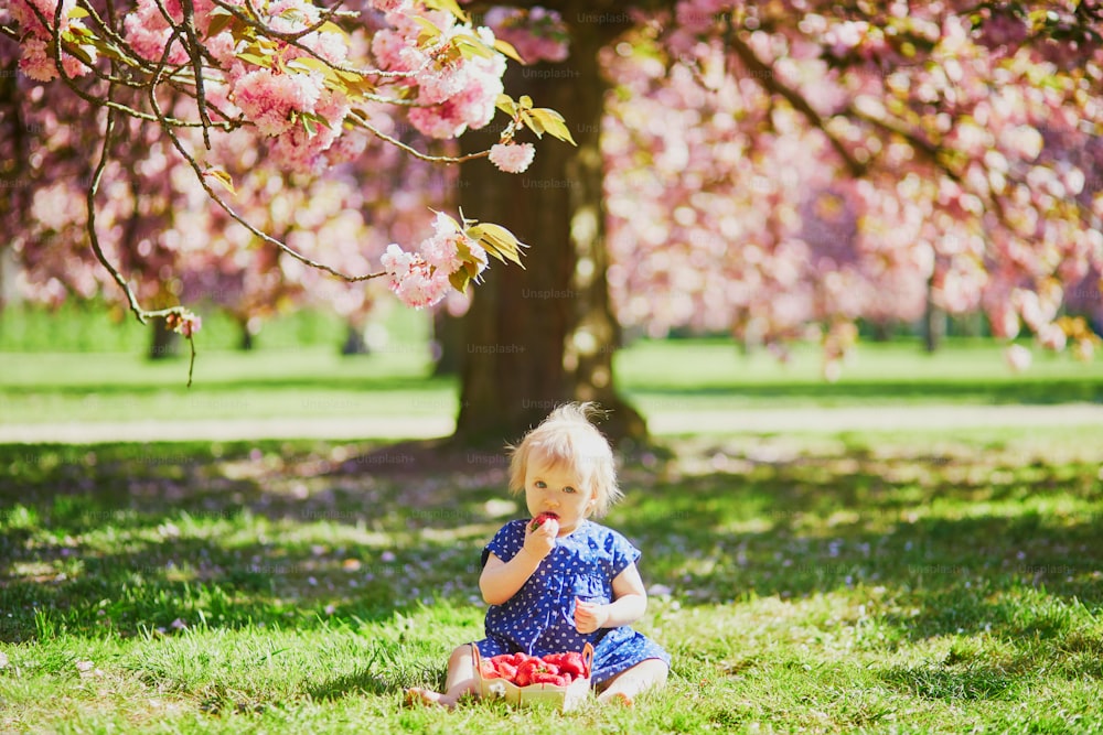 Cute one year old girl sitting on the grass and eating strawberries. Kid in park at sunny weather and cherry blossom season