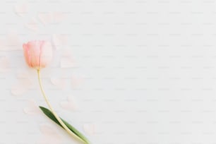 Tulipa rosa plana estava com corações macios no fundo branco, espaço para texto. Imagem de mola minimalista elegante. Feliz dia da mulher. Maquete de cartão de felicitações. Feliz Dia das Mães. Dia dos Namorados romântico