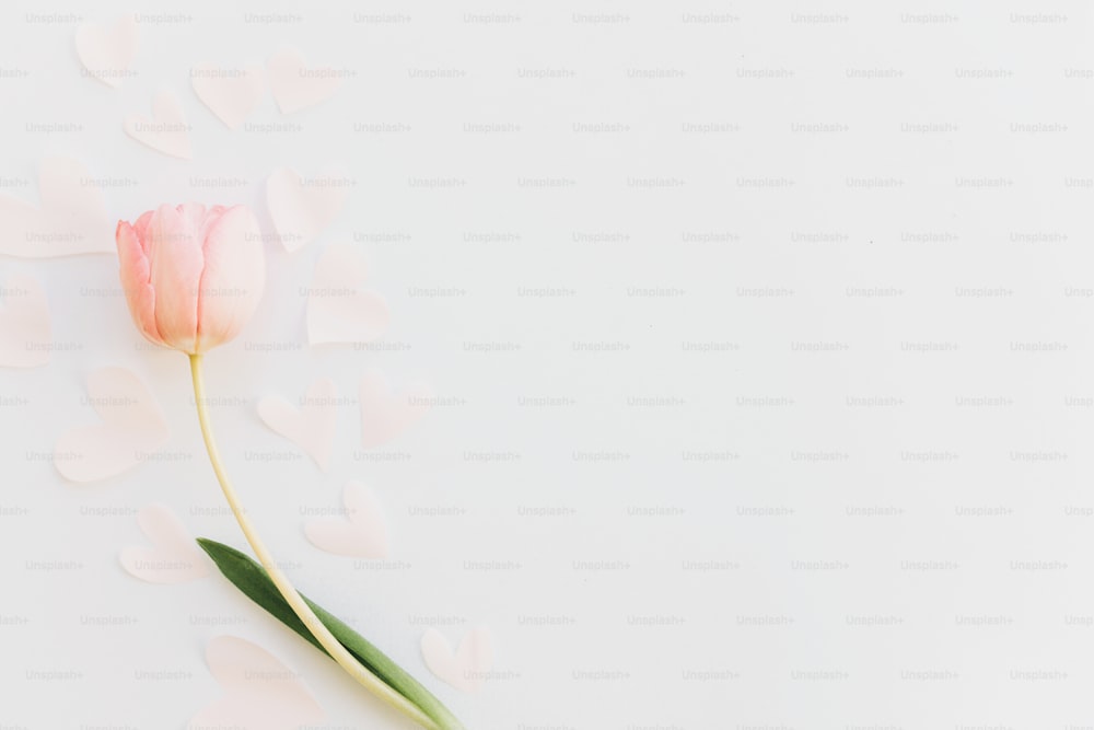 Tulipán rosa plano con corazones suaves sobre fondo blanco, espacio para texto. Elegante imagen minimalista de primavera. Feliz día de la mujer. Maqueta de tarjeta de felicitación. Feliz día de la madre. Día romántico de San Valentín