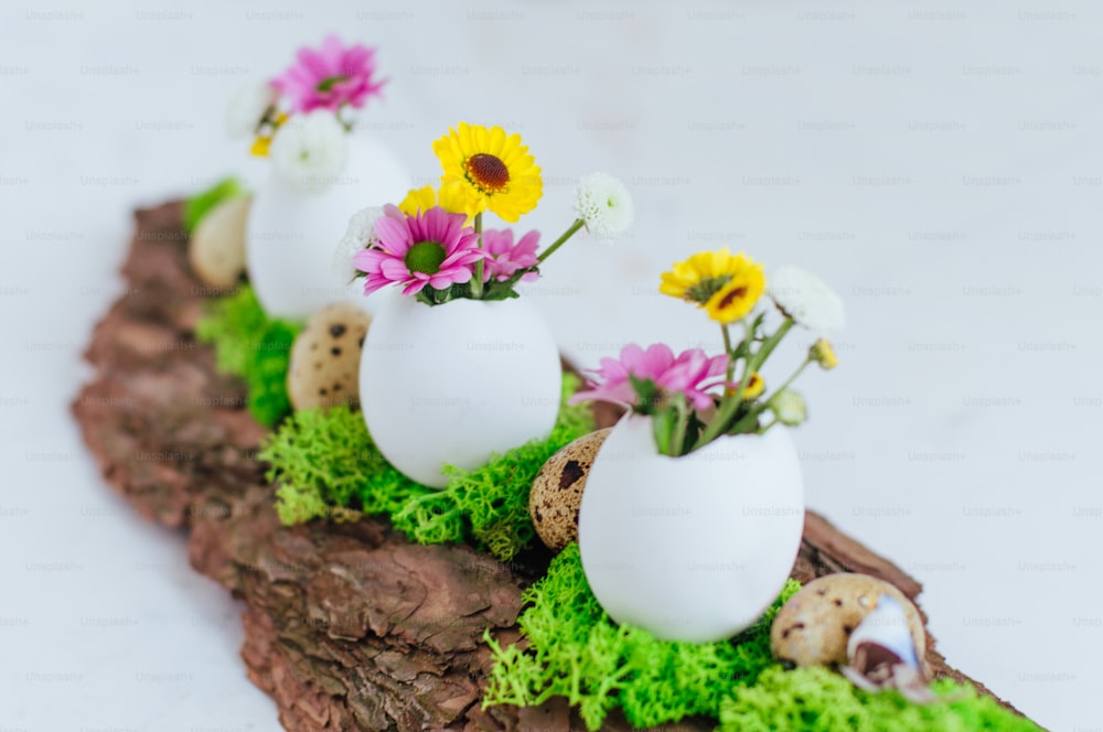 Close up of natural decoration for Easter table with eggs and flowers inside it on pine bark on white background. Selective focus.