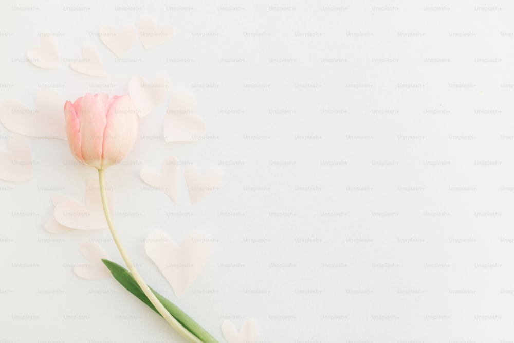 白い背景に柔らかいハートのフラットが置かれた1つのピンクのチューリップ、テキスト用のスペース。お洒落な春のイメージ。女性の日おめでとう。花のグリーティングカードのモックアップ。幸せな母の日。ロマンチックなバレンタインデー