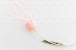 Pink tulip flat lay with soft hearts on white background, space for text. Stylish minimalistic spring image. Happy womens day. Greeting card mockup. Happy Mothers day. Romantic Valentines day