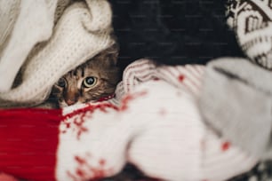 Süße lustige Tabby-Katze, die sich in Pullovern versteckt, Platz für Text. Kitty Maine Coon mit entzückenden Augen in einem Haufen Kleidung in warmem Zuhause. Spielerische Spaßmomente
