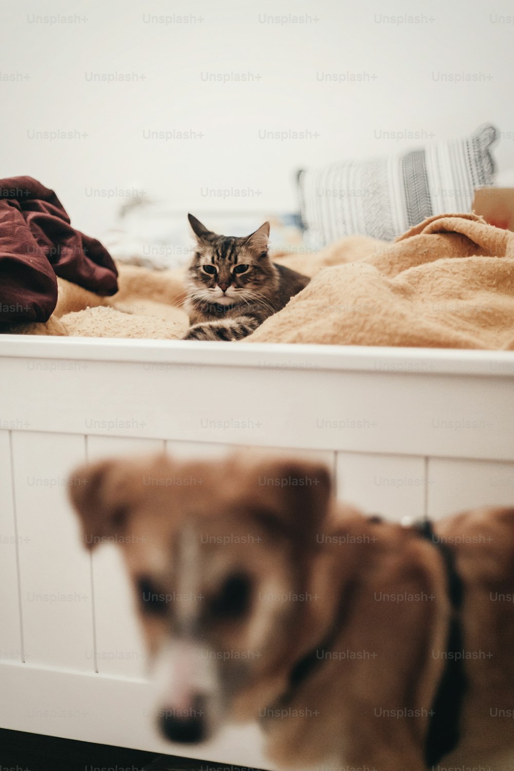 cute cat resting on yellow bed in stylish room with dog, space for text. kitty maine coon with funny eyes lying on blanket,  and golden puppy, in warm home. playful funny moments