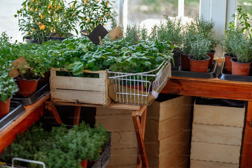 Foto di basilico, menta piperita, rosmarino, timo e peperoni ornamentali che crescono in vasi di fiori in un negozio