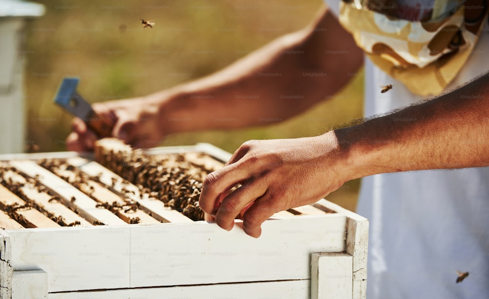 Apicultor trabalha com favo de mel cheio de abelhas ao ar livre em dias ensolarados.