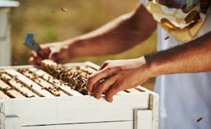 Beekeeper works with honeycomb full of bees outdoors at sunny day.
