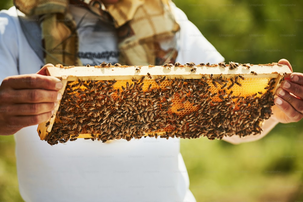 Close up view. Beekeeper works with honeycomb full of bees outdoors at sunny day.