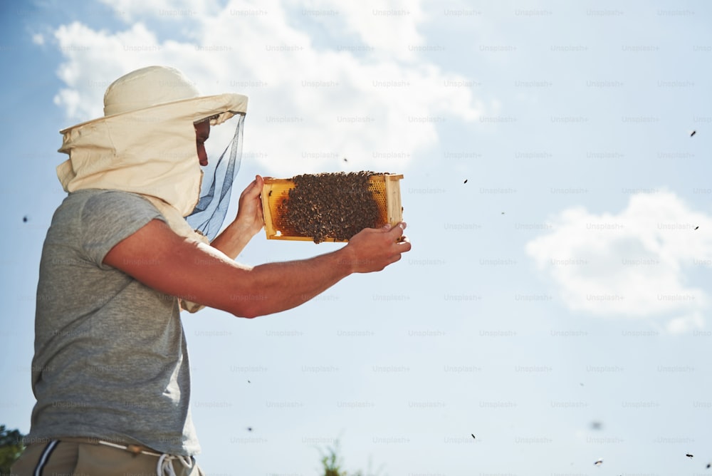 Clima cálido. Cielo casi despejado. El apicultor trabaja con un panal lleno de abejas al aire libre en un día soleado.